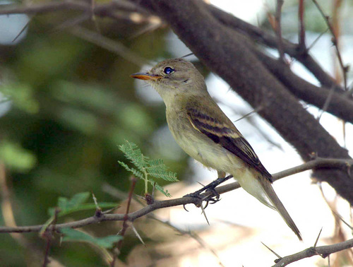 Court Upholds Service’s Southwestern Willow Flycatcher Listing Decision