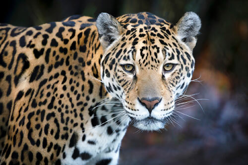 Jaguar, Species