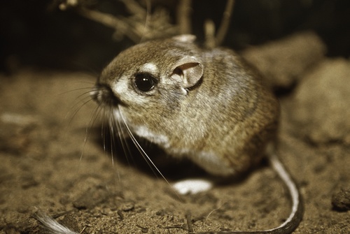 An Encounter with the Giant Kangaroo Rat