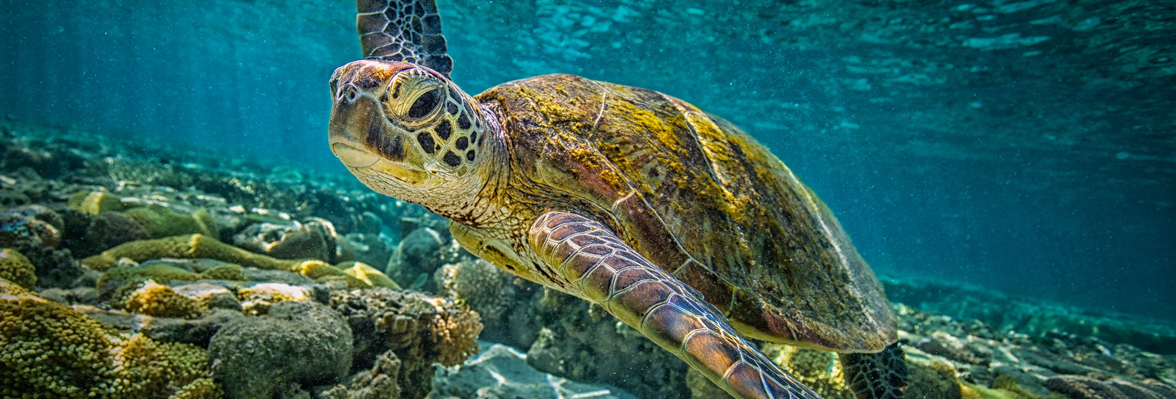 CA Marine Species Portal