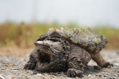 Service Lists Suwannee Alligator Snapping Turtle as Threatened with a 4(d) Rule