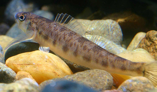 Service Proposes Critical Habitat Designation for Pearl Darter