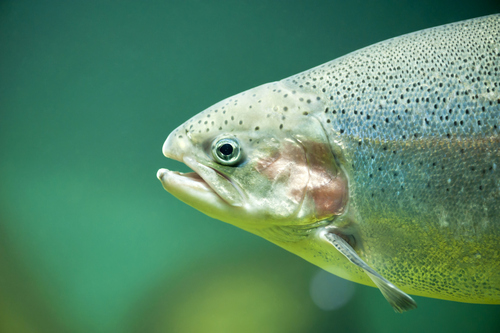 Bureau of Reclamation and Local Water Agency Have Discretion to Release Water from Dam to Avoid Take of Endangered Steelhead Trout