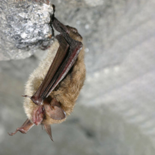 U.S. Fish and Wildlife Service Issues Final Northern Long-eared Bat and Tricolored Bat Guidance