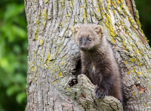 Fishers Get ESA Protection in Southern Sierra