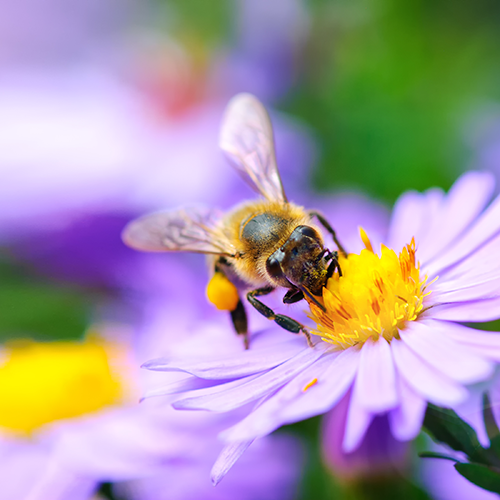 Service Lists Franklin’s Bumble Bee as Endangered Species