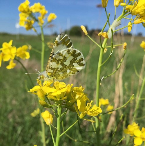 FWS Lists Last Known Population of Rare Butterfly