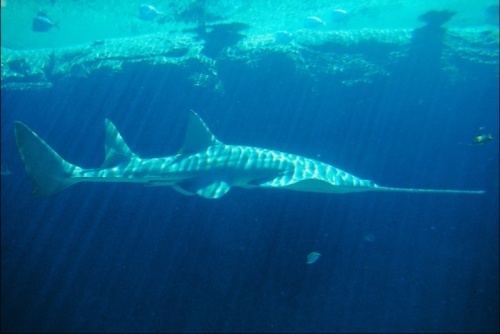 Florida Man Faces Federal Prison, Fines for Killing Endangered Smalltooth Sawfish