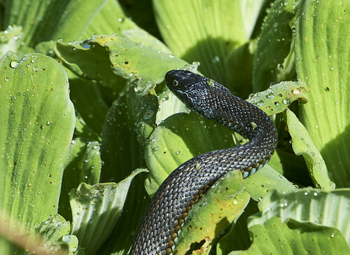 Critical Habitat Designation Reduced for Northern Mexican Gartersnake