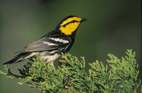 U.S. Fish and Wildlife Service Recommends Downlisting Golden-cheeked Warbler