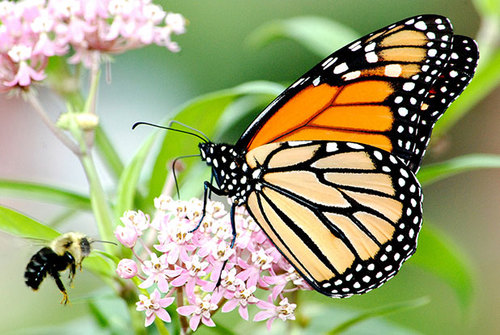 Protections Proposed for Monarch Butterfly