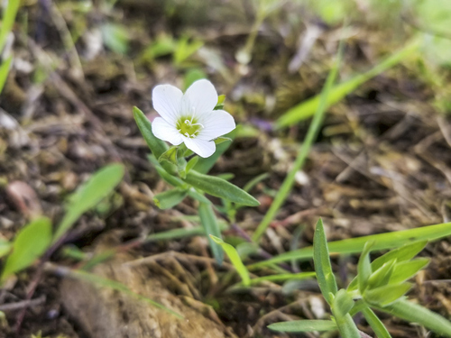 FWS Delists Cumberland Sandwort Under the ESA