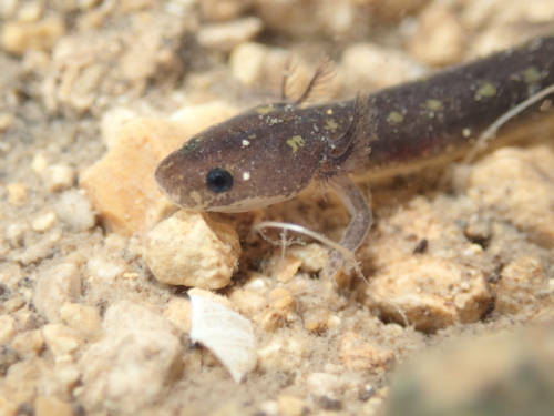 USFWS Gives Texas Salamanders Prime Real Estate