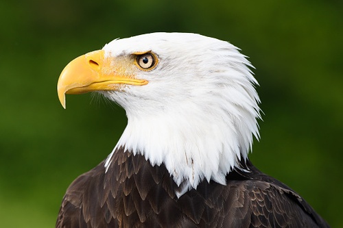 U.S. Fish & Wildlife Service Establishes Expedited Eagle Permits