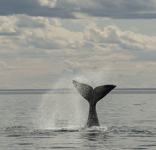 NMFS Proposes Rule to Reduce North Atlantic Right Whale Entanglements in Fishing Gear