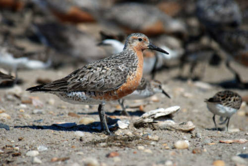 U.S. Fish and Wildlife Service Proposes Revised Critical Habitat Designation for Rufa Red Knot