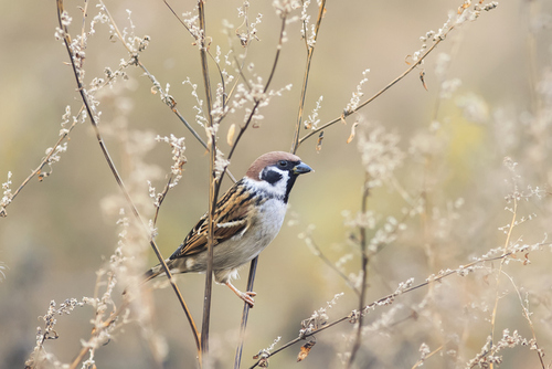 Six Island Species to be Removed from ESA Protections