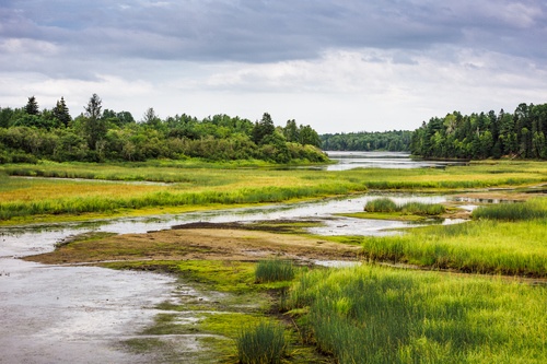 USFWS Issues 12-month Findings on Chipmunk, Moss, Butterflies, and Springsnails