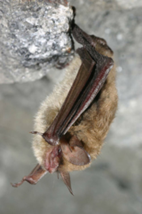 Service Lists Northern Long-eared Bat as Endangered