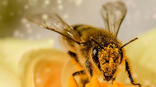 Paul Weiland Discusses Impact to California’s Agricultural Community if Bees Protected by ESA