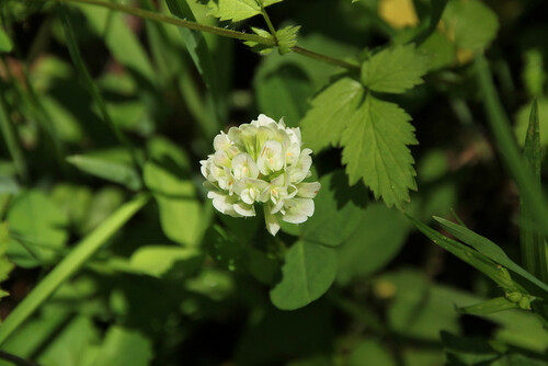 Recovered Running Buffalo Clover Delisted from the ESA