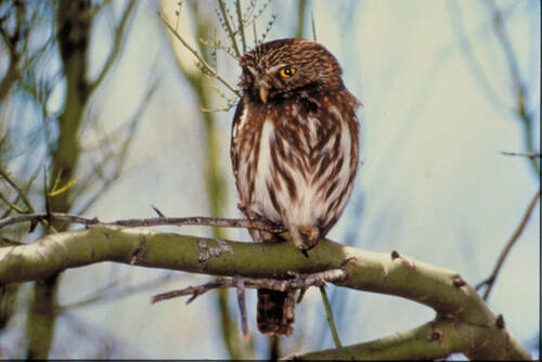 Diminutive Desert Owl Makes Big Waves