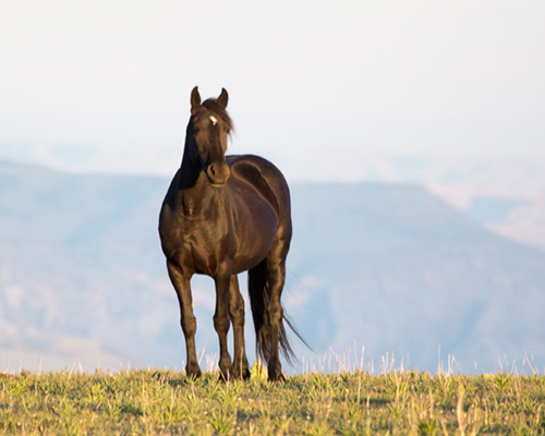 Service Makes Four 90-Day Findings and Initiates Status Reviews of Two Species