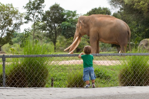 Happy the Elephant Denied Personhood