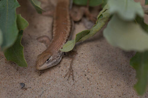 U.S. Fish and Wildlife Service Agrees to Make Listing Decision on Dunes Sagebrush Lizard