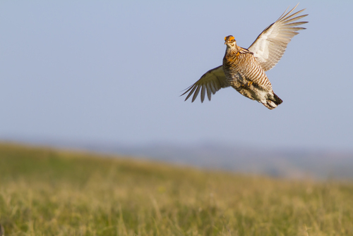 Lesser Prairie-Chicken Back in Court