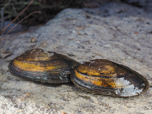 U.S. Fish & Wildlife Service to Make Final Listing Decision for Texas Mussel Species