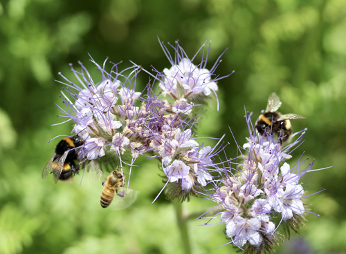 Coastal Plant Species Proposed as Threatened with Critical Habitat Designation and 4(d) Rule