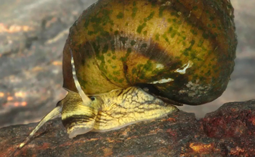 U.S. Fish & Wildlife Service Proposes Listing Oblong Rocksnail, Once Believed Extinct