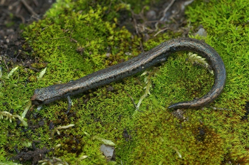 Comment Period Closing Soon on the Proposed Listing of Two California Salamanders